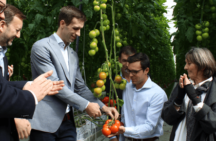 Arques, top production site for tomatoes north of Paris